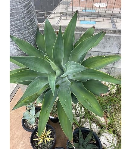 Amazon｜【種子】Agave horrida ssp. Perotensis ◇アガベ・ホリダ